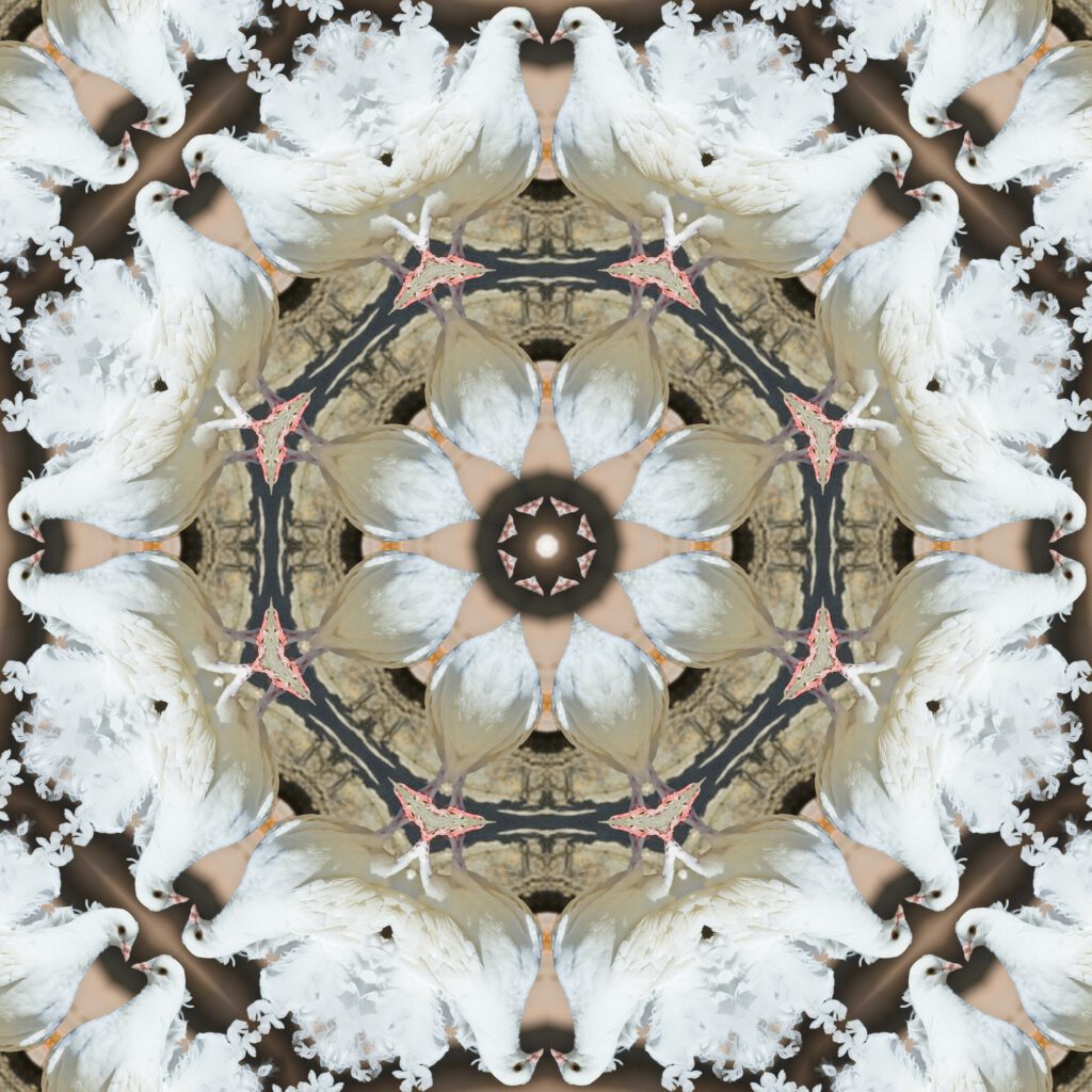 White Garden Fantail