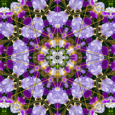 Schwertlilienblüte